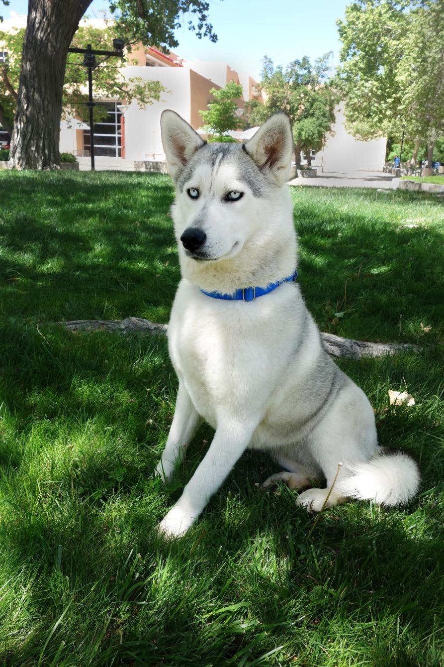 About the New Mexican Husky II campaign on Bonfire 2