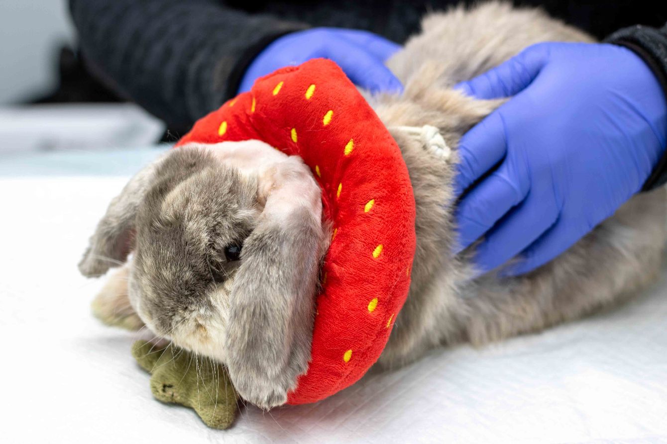 About the Ask Me About My Rabbit campaign on Bonfire 2