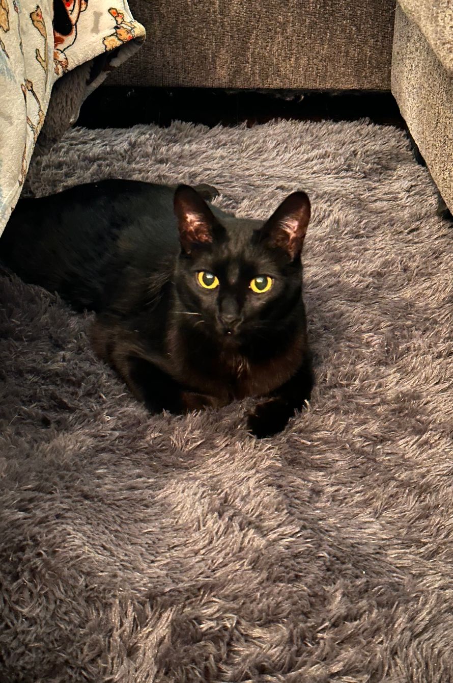 About the Tails Landing Sanctuary&nbsp; campaign on Bonfire 2