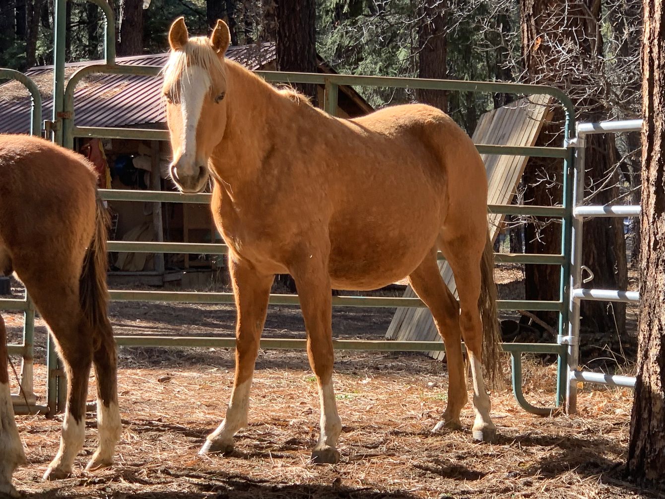 Alpine Five” Wild Horse T-Shirt Campaign | Bonfire