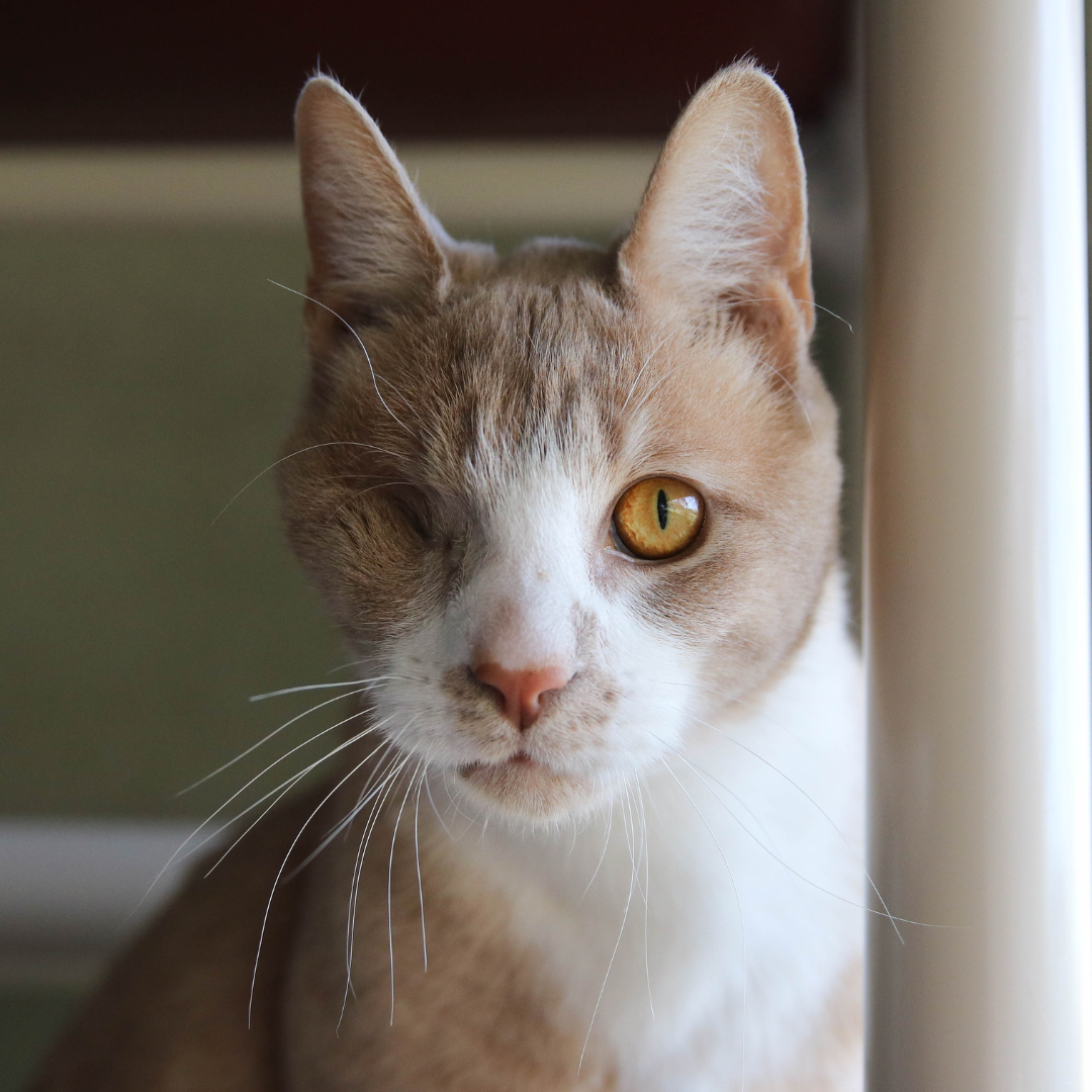 About the Spooky Crash campaign on Bonfire 2