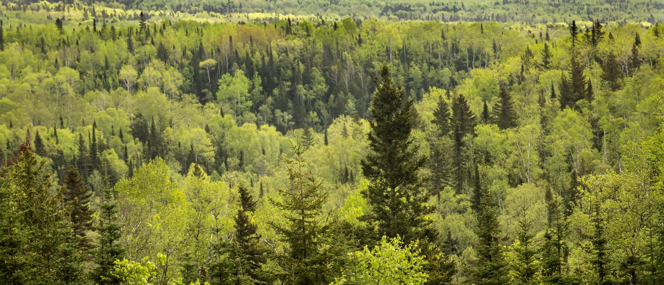 About the Superior National Forest Sign Tee campaign on Bonfire 0