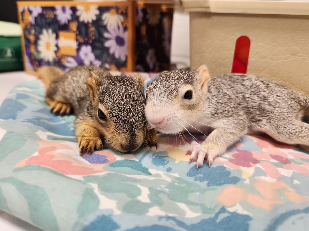 About the Save the Squirrels! campaign on Bonfire 2