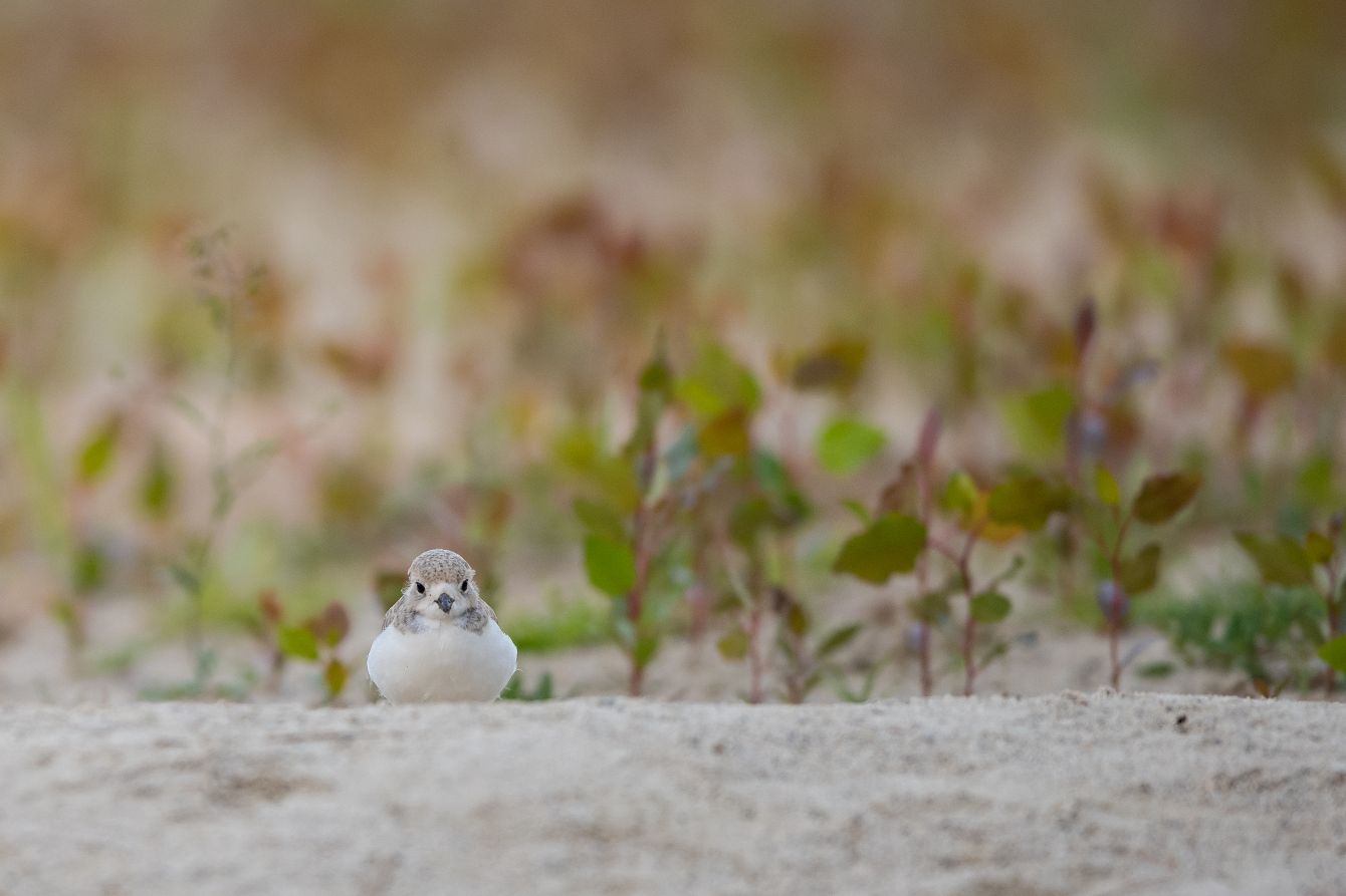About the Piping Plover Project-Great Lakes campaign on Bonfire 2