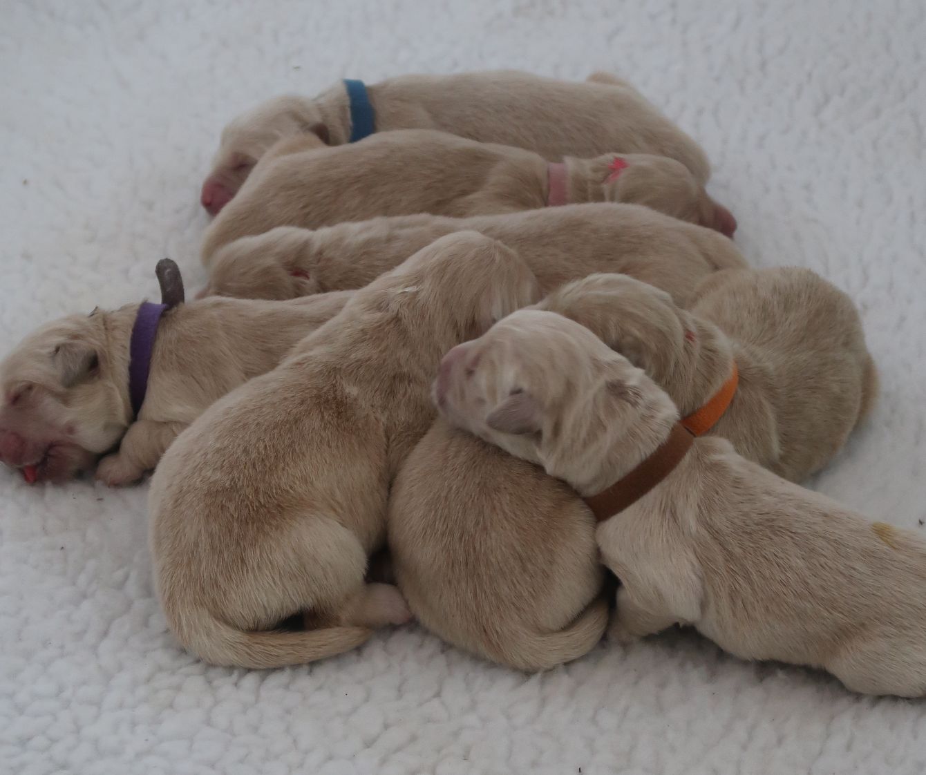 About the HSD Shirts campaign on Bonfire 2