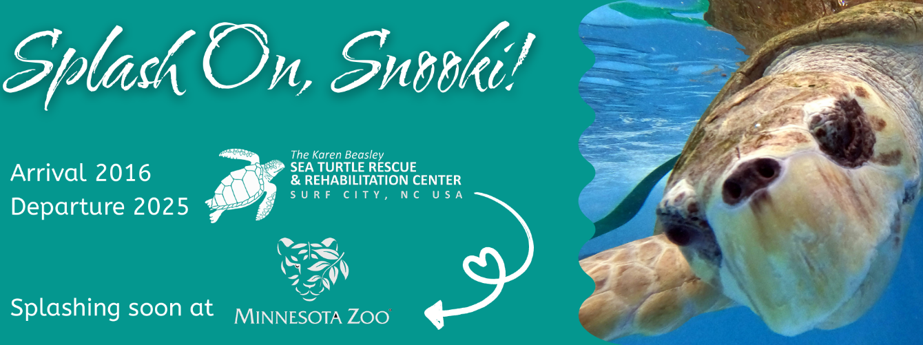 About the "Splash On, Snooki" Celebration Tee campaign on Bonfire 2