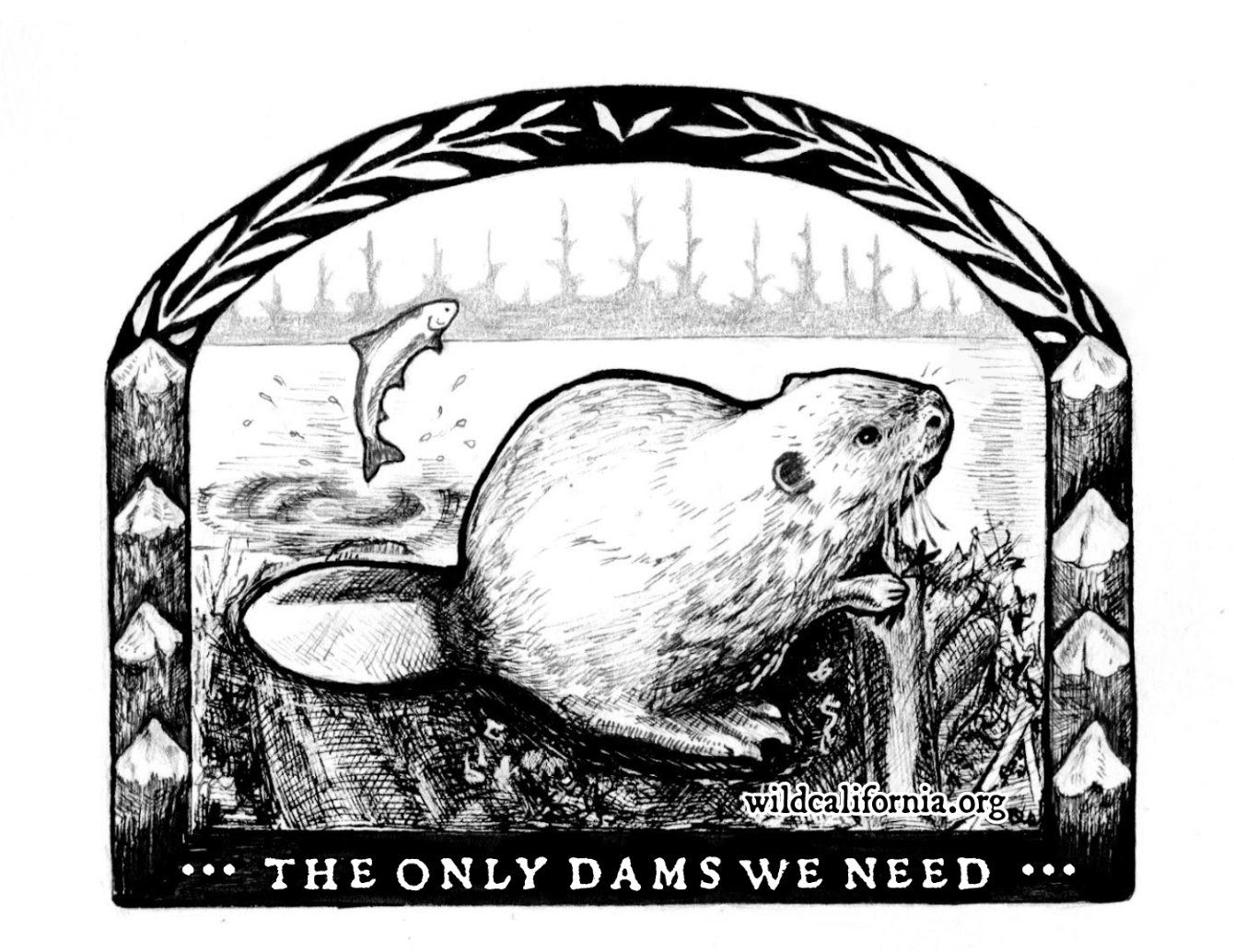 About the Only Dams We Need campaign on Bonfire 1