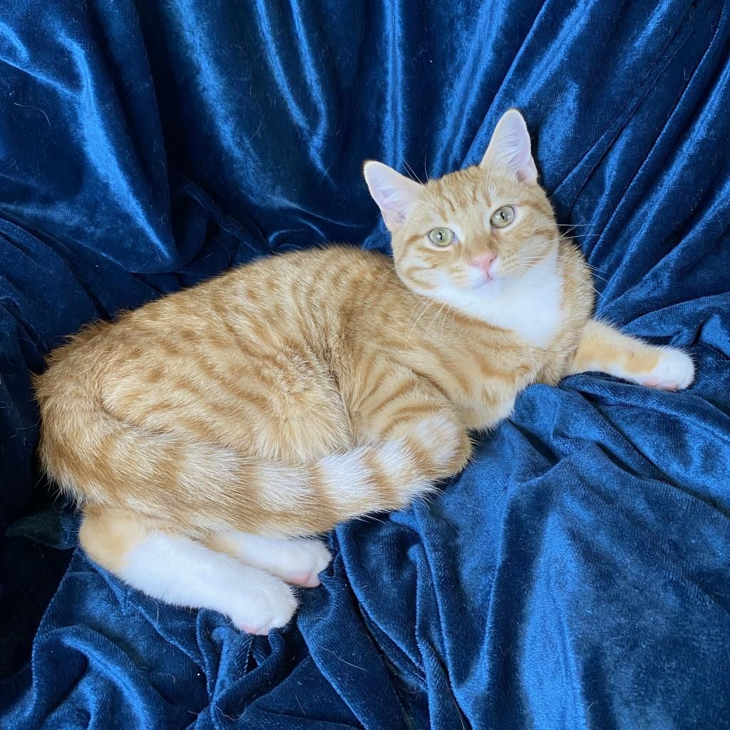 About the Stray Cat Alliance - Rescued campaign on Bonfire 2