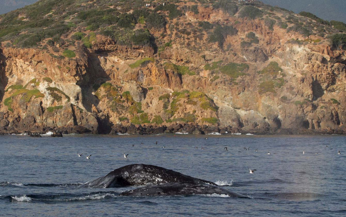 About the be the change campaign on Bonfire 3