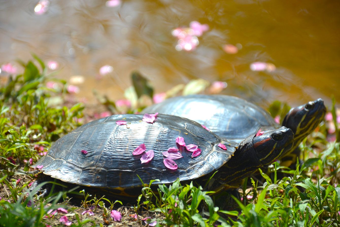 About the Carry Creasey Mahan Forward campaign on Bonfire 2