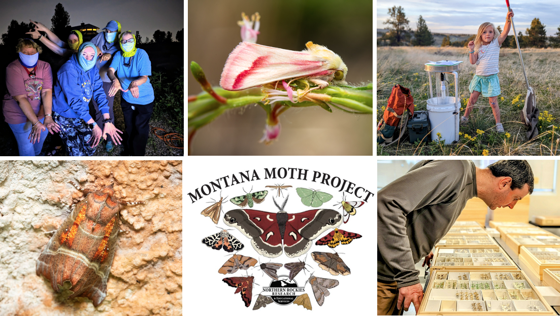 About the MMP: Terra Cognita campaign on Bonfire 2