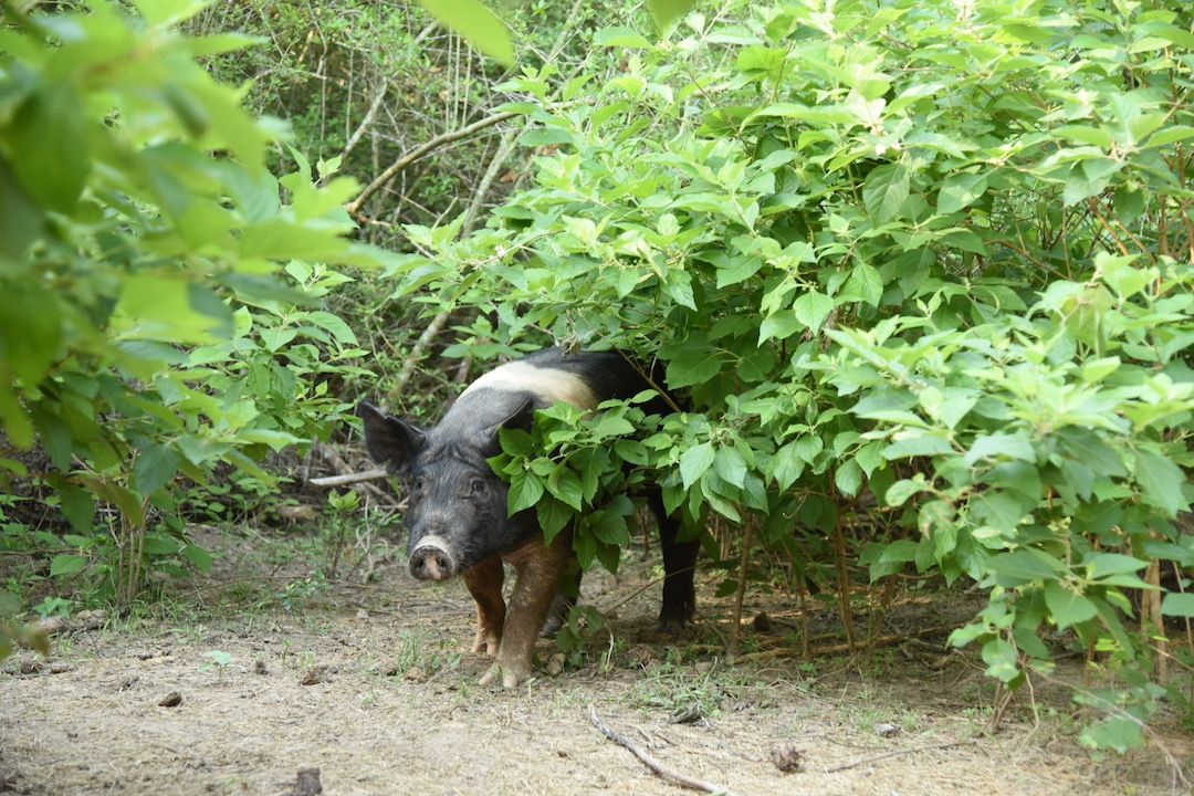 About the Welcome to the Enchanted Pig Forest campaign on Bonfire 2