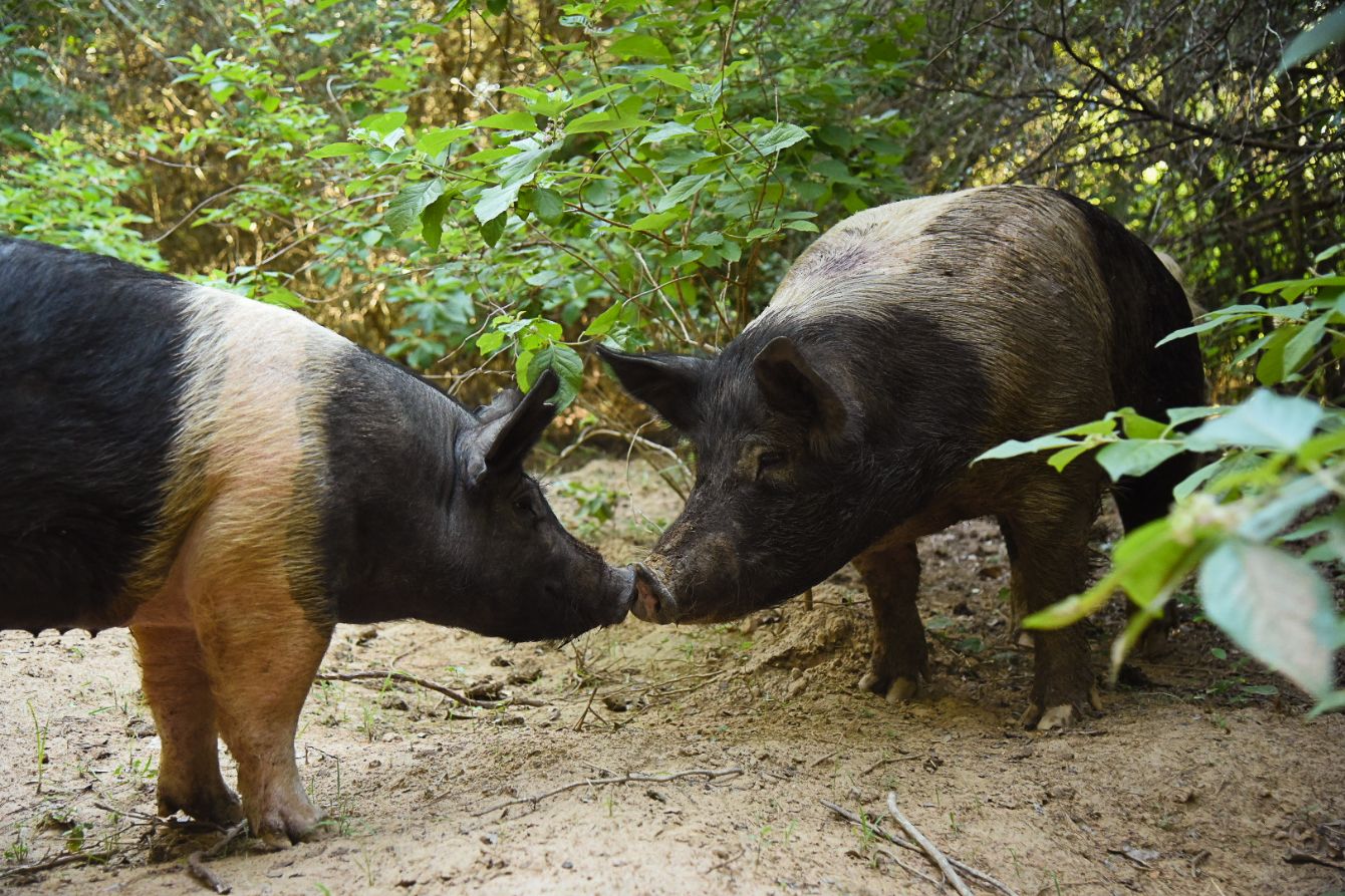 About the Welcome to the Enchanted Pig Forest campaign on Bonfire 5