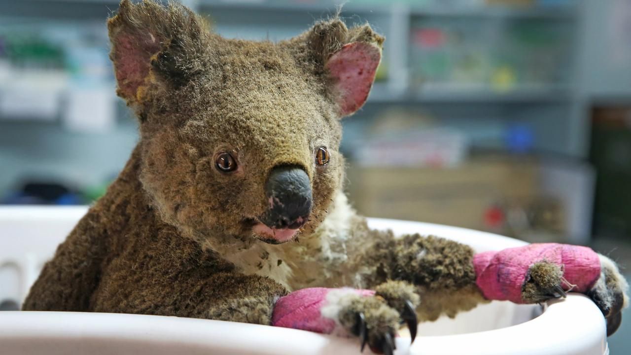 About the We will SURVIVE campaign on Bonfire 3