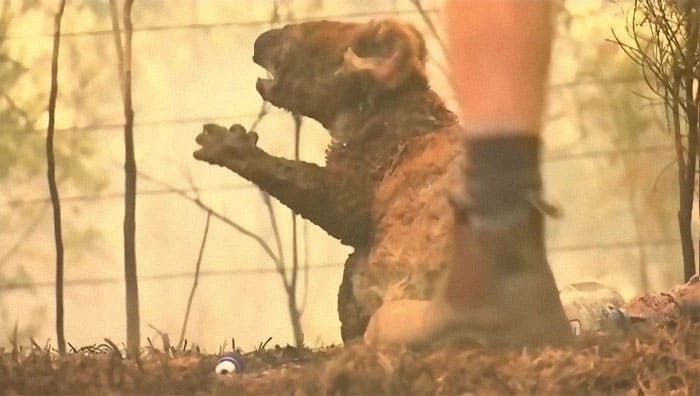 About the We will SURVIVE campaign on Bonfire 4