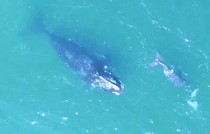 About the For Cod and Country Save the Ocean campaign on Bonfire 3