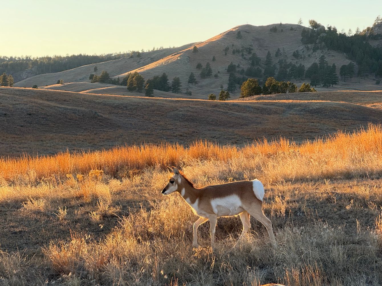 About the Protect Our Prairies Tee campaign on Bonfire 4