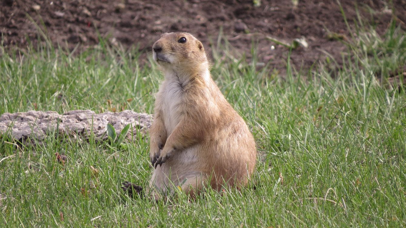 About the Protect Our Prairies Tee campaign on Bonfire 5