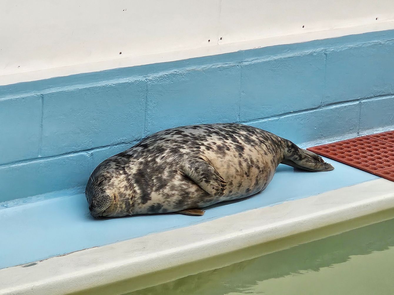 About the Lazy Seal Summer campaign on Bonfire 2