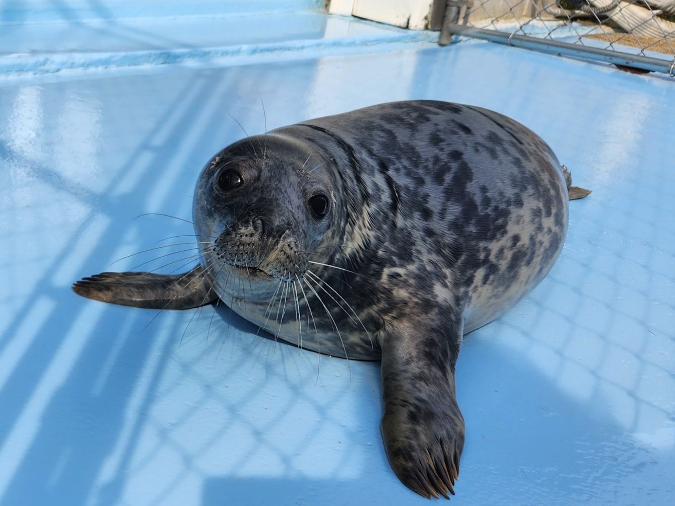 About the Lazy Seal Summer campaign on Bonfire 5