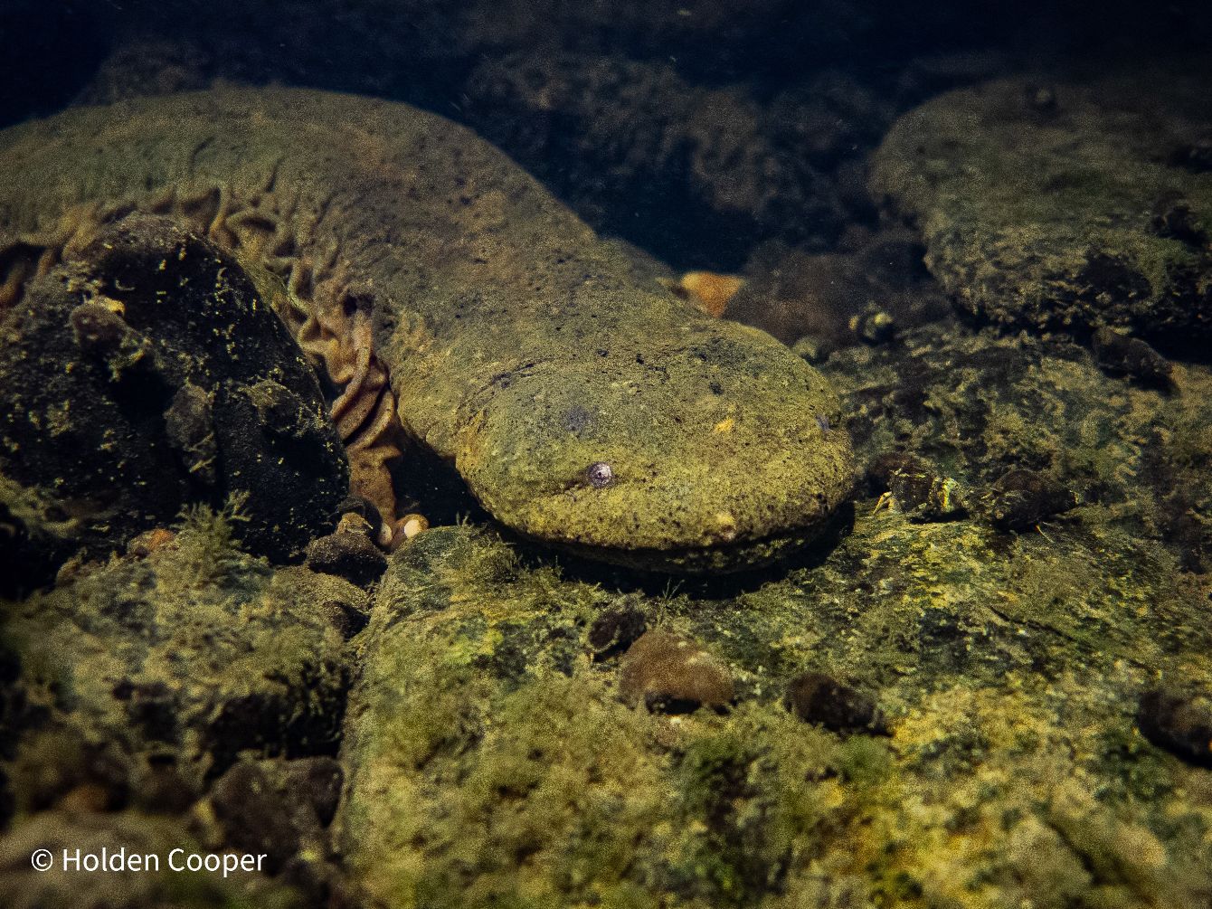 About the FCSal Logo ? Show Your Support campaign on Bonfire 2