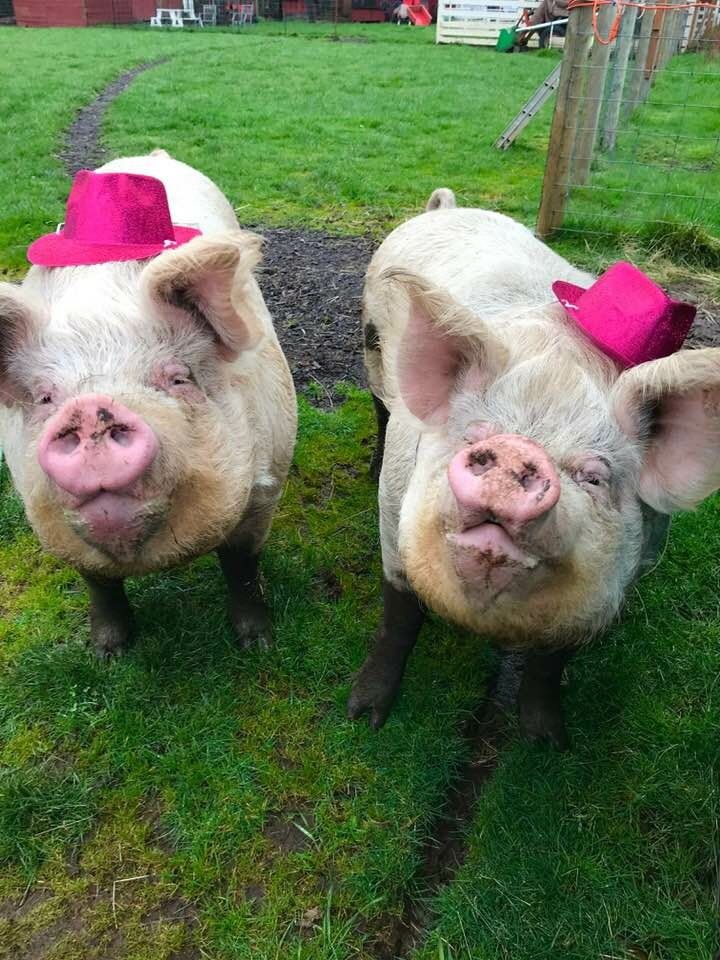 About the Barbie and Skipper?s Birthday swag campaign on Bonfire 3