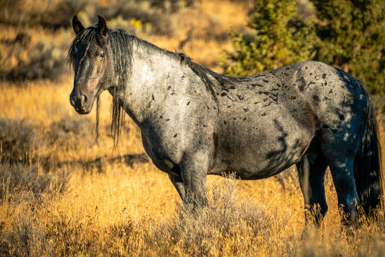 About the Blue Zeus campaign on Bonfire 2