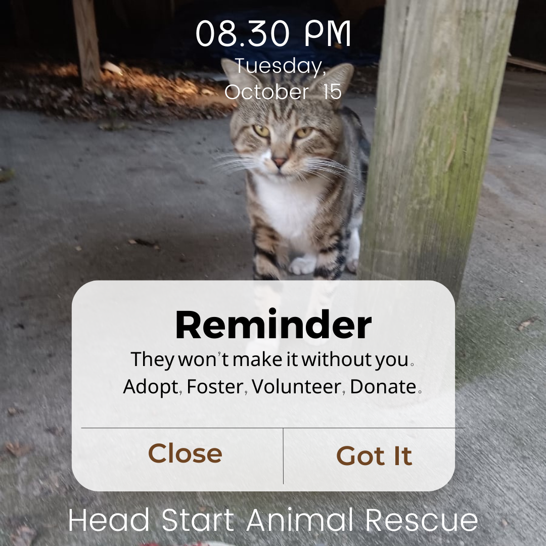 About the  campaign on Bonfire 2