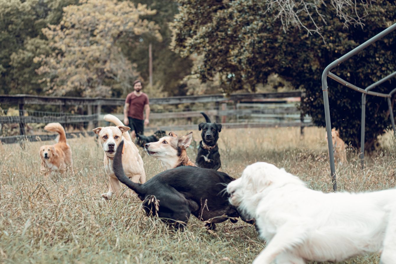 About the  campaign on Bonfire 2