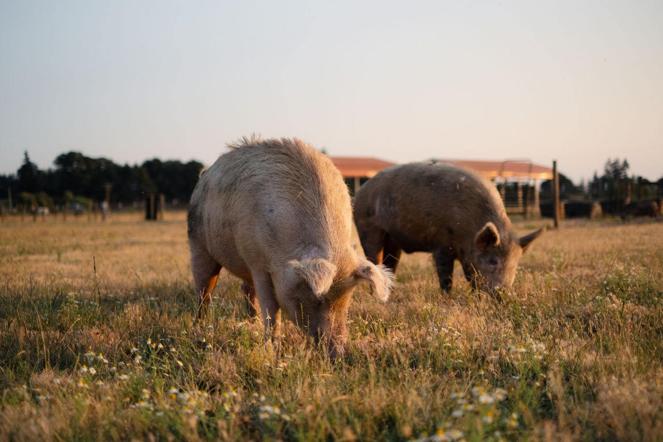 About the Summer of Pigs! ? campaign on Bonfire 2