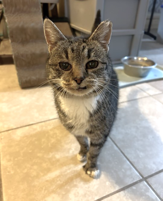 About the June's Senior Cat Rescue campaign on Bonfire 4