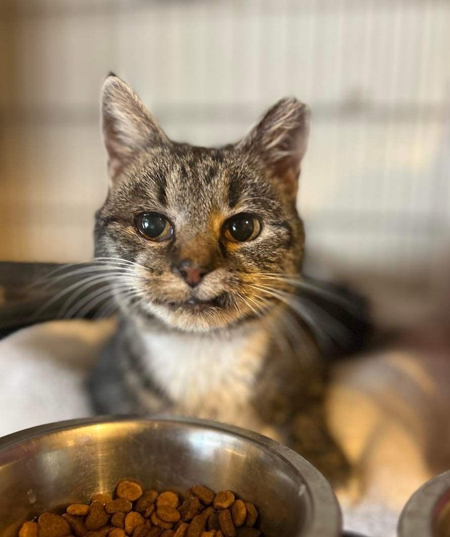 About the June's Senior Cat Rescue campaign on Bonfire 3