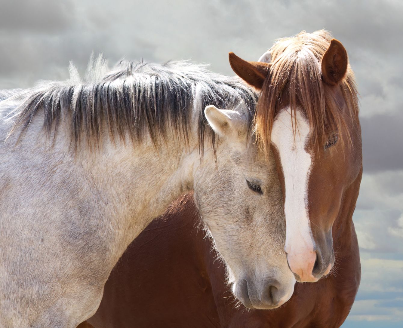 About the  campaign on Bonfire 2