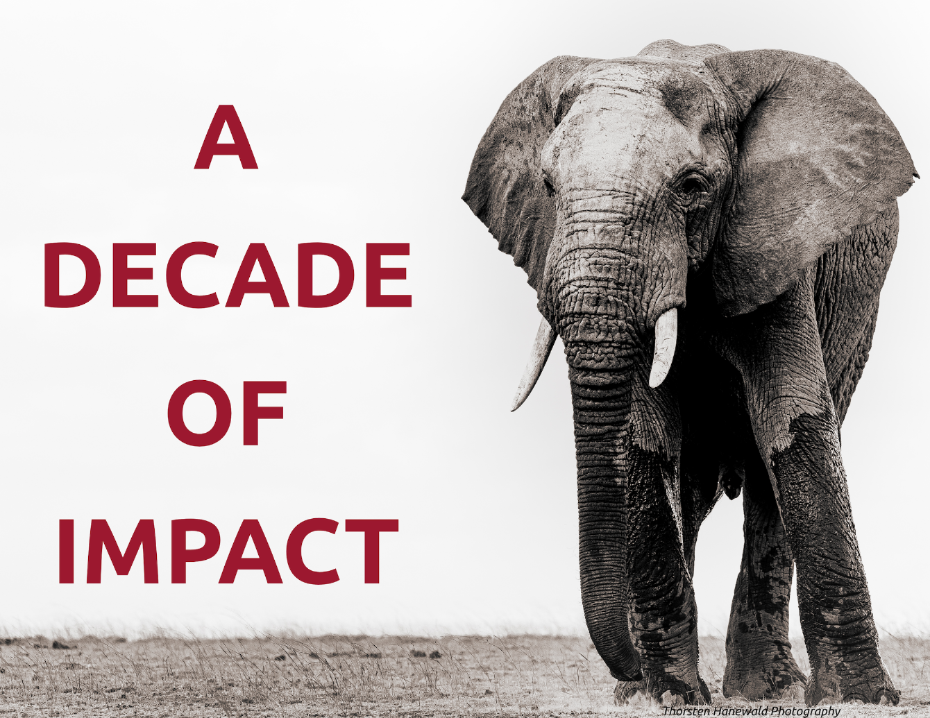 About the MARA - PROTECTING ELEPHANTS & THEIR HABITATS campaign on Bonfire 2