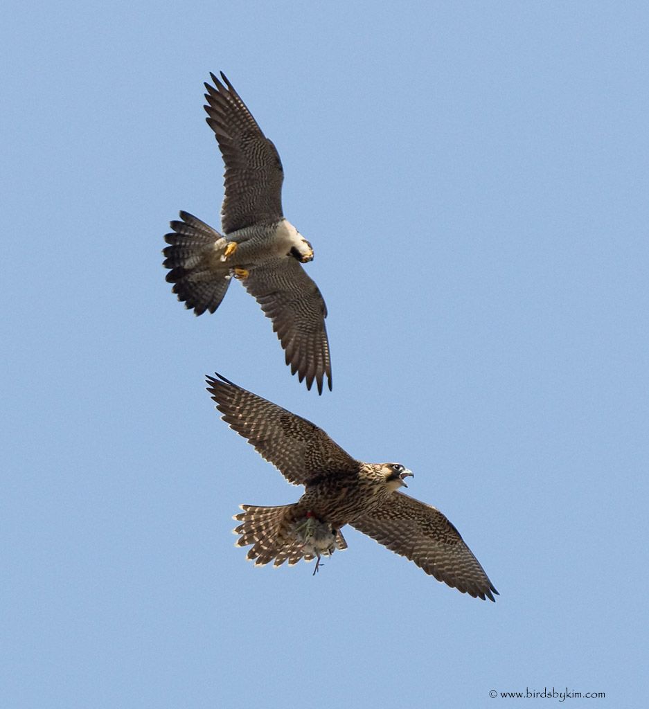 You look awesome in your new Falcon T-Shirt! Bonfire