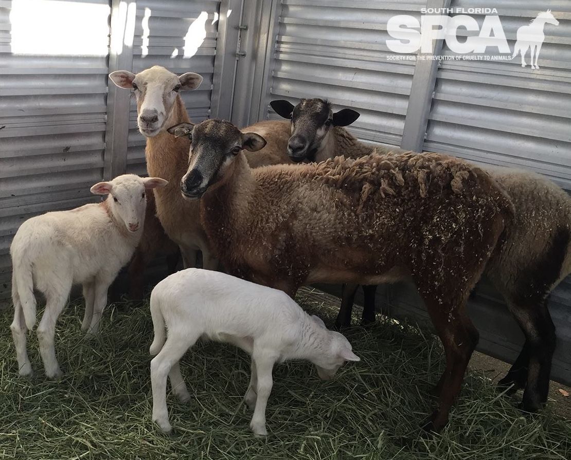 About the RESCUE WARRIOR campaign on Bonfire 4