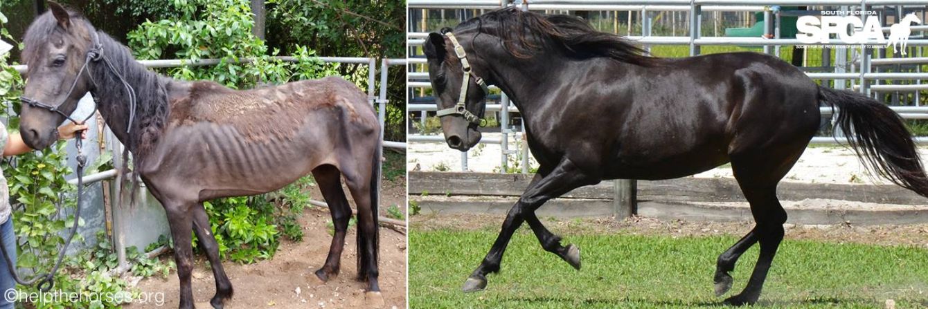 About the RESCUE WARRIOR campaign on Bonfire 2