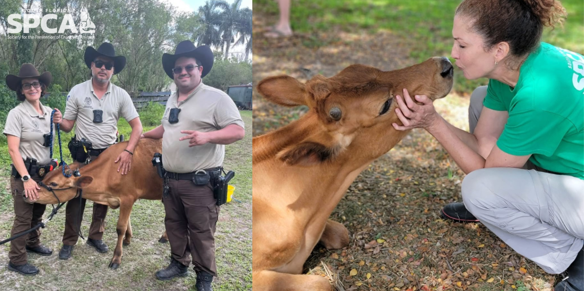 About the RESCUE WARRIOR campaign on Bonfire 3