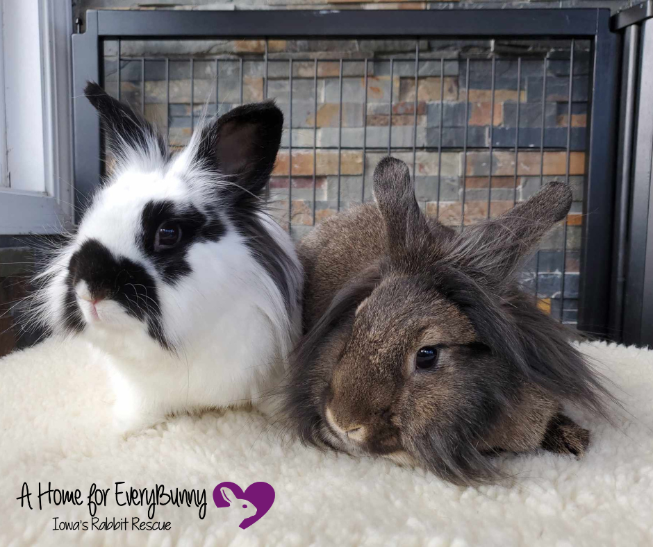 Animal Shelter Rabbits To Rehome Near Me Rabbits Near Me For