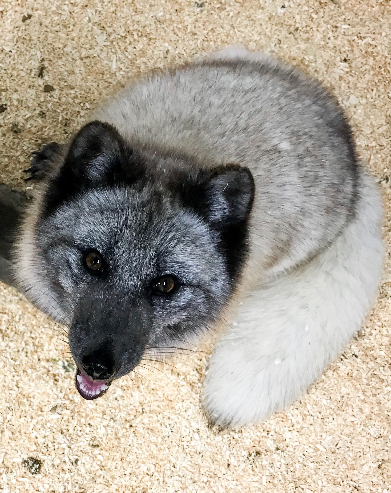 About the Support Arctic Foxes in Winter Wonderland! campaign on Bonfire 2