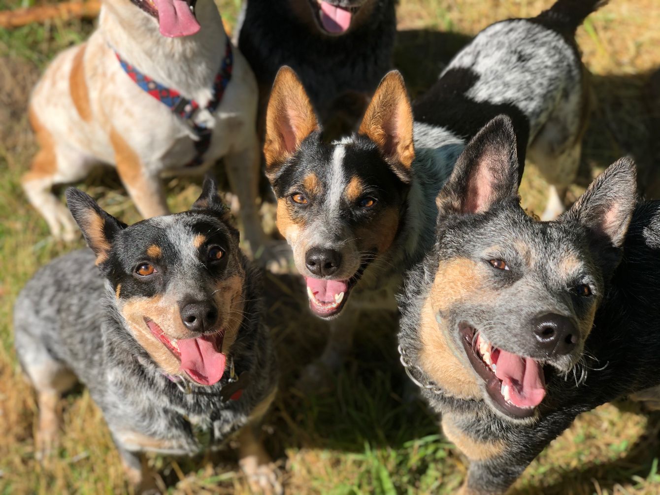 About the Tees + Tanks campaign on Bonfire 2