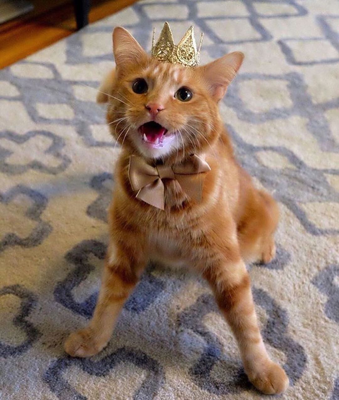 About the Phineas the Cat Shirt campaign on Bonfire 4