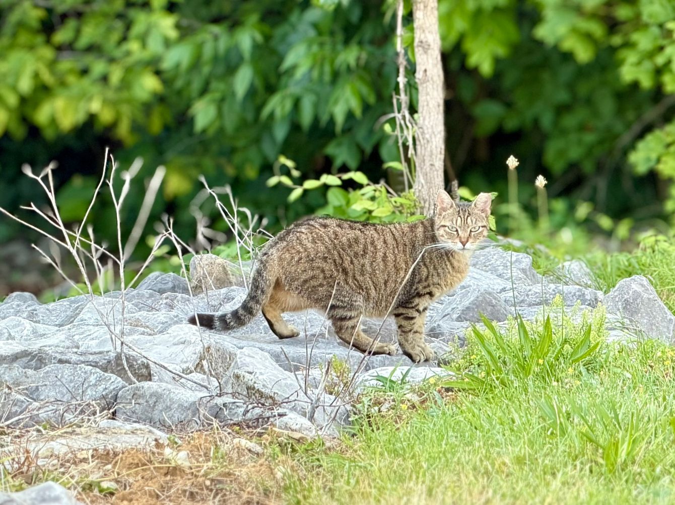 About the Support the Campus Cats campaign on Bonfire 2