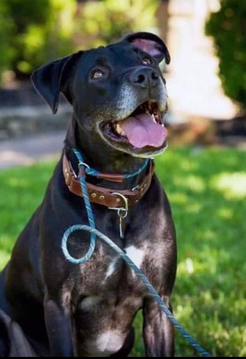 About the Forgotten Coast Animal Rescue campaign on Bonfire 2