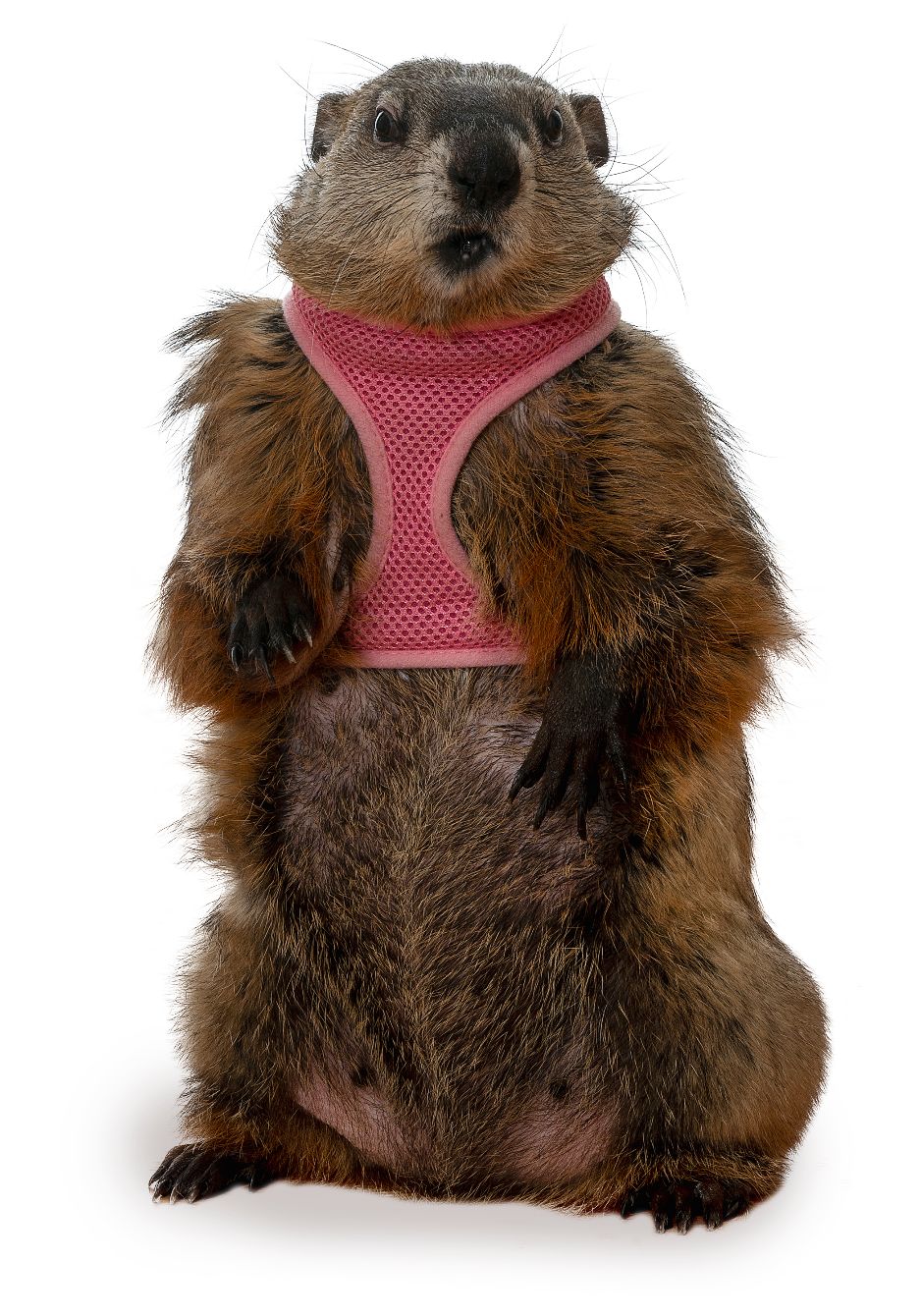 About the Poppy in Pink campaign on Bonfire 2