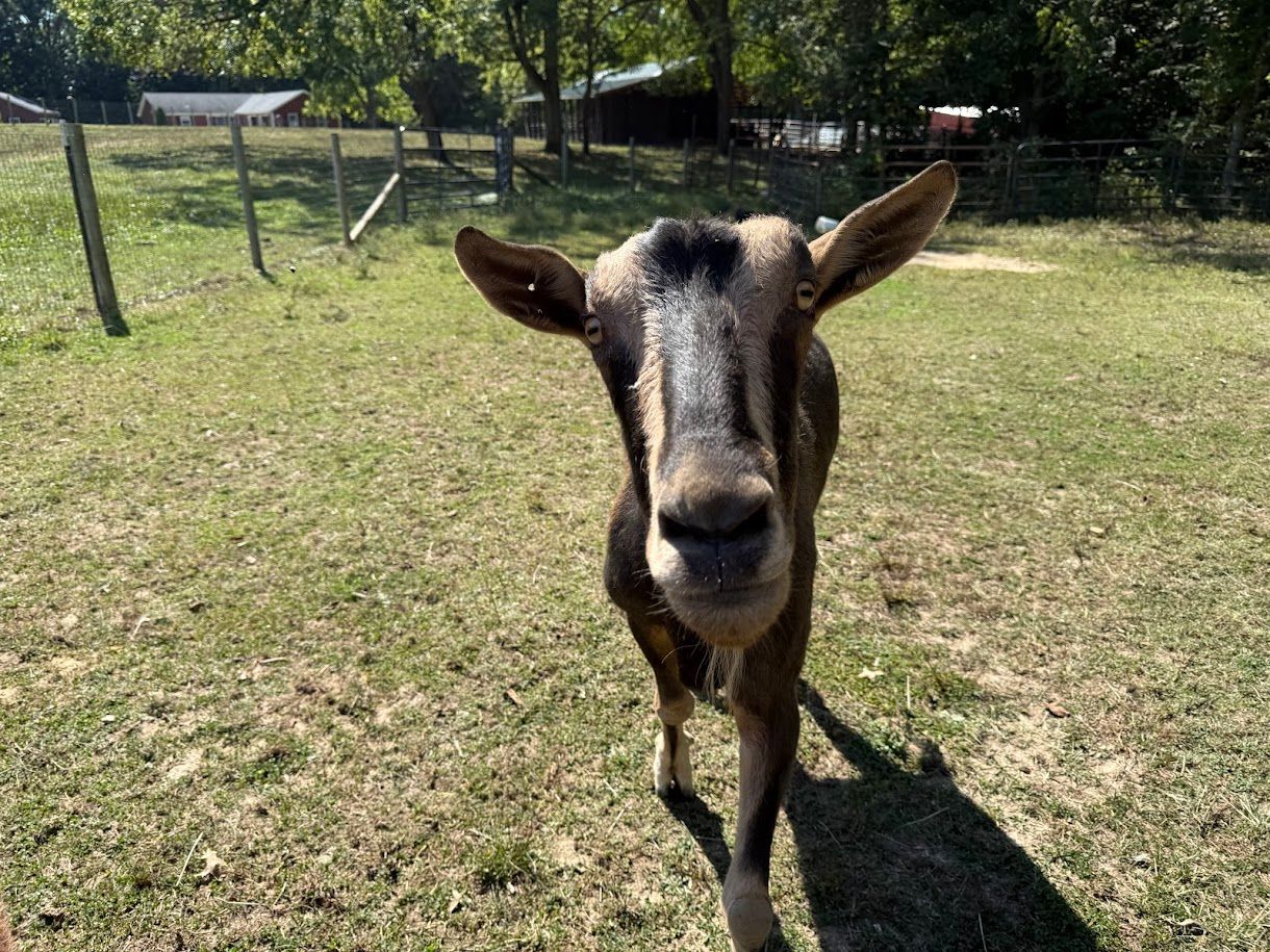 About the WoodHaven Rescue Farm campaign on Bonfire 2