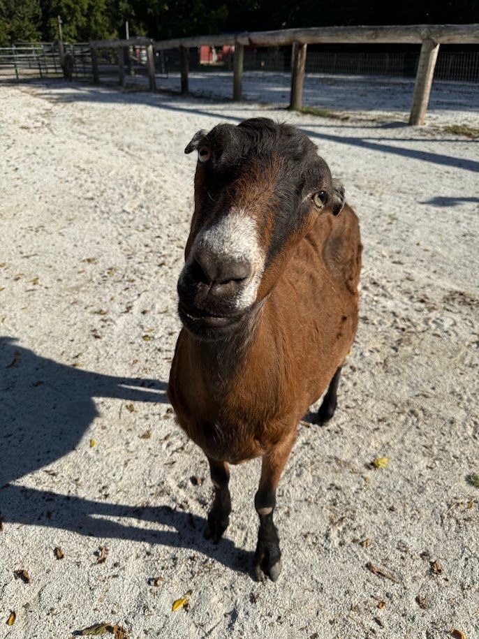 About the WoodHaven Rescue Farm campaign on Bonfire 4