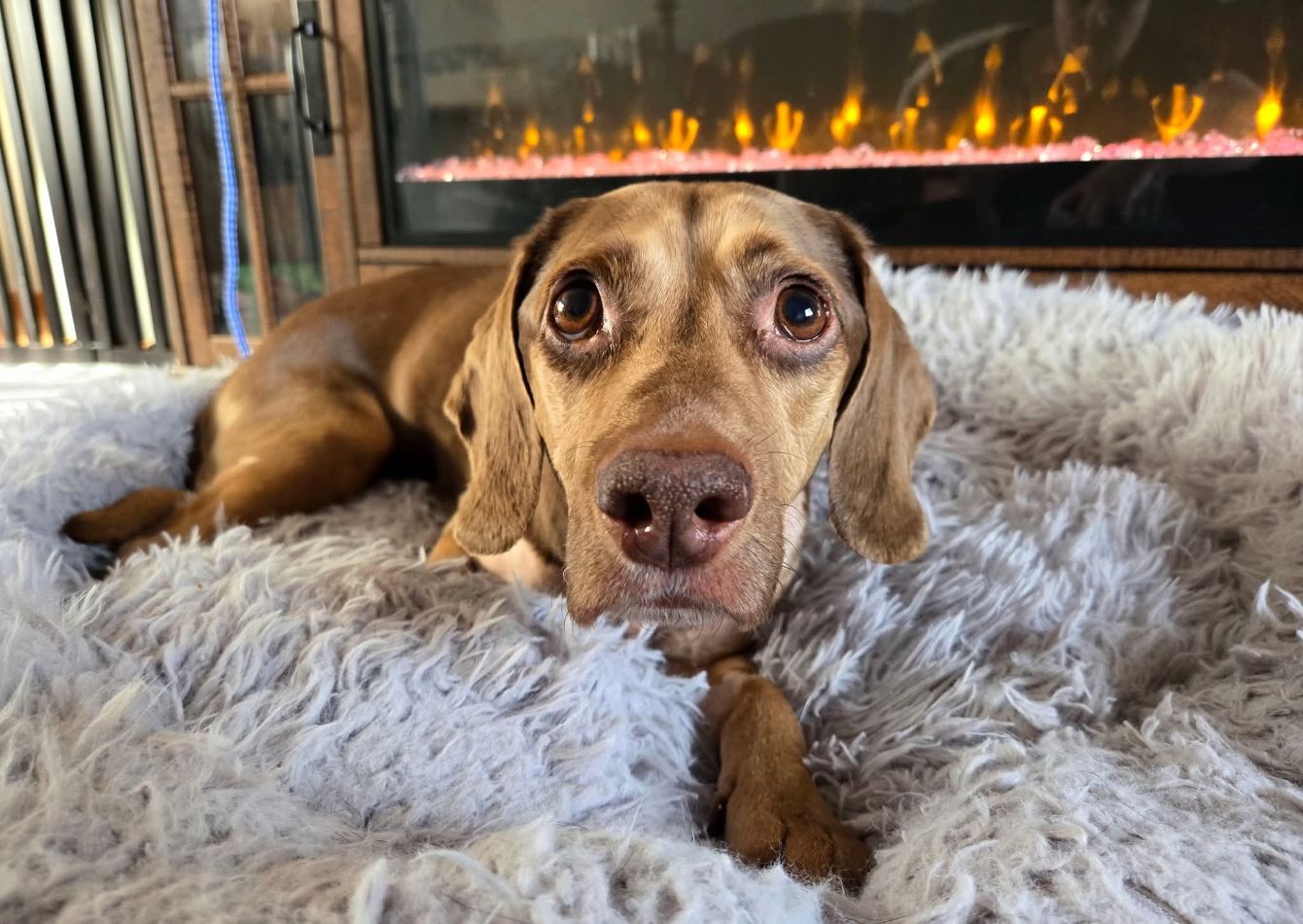 About the  campaign on Bonfire 2