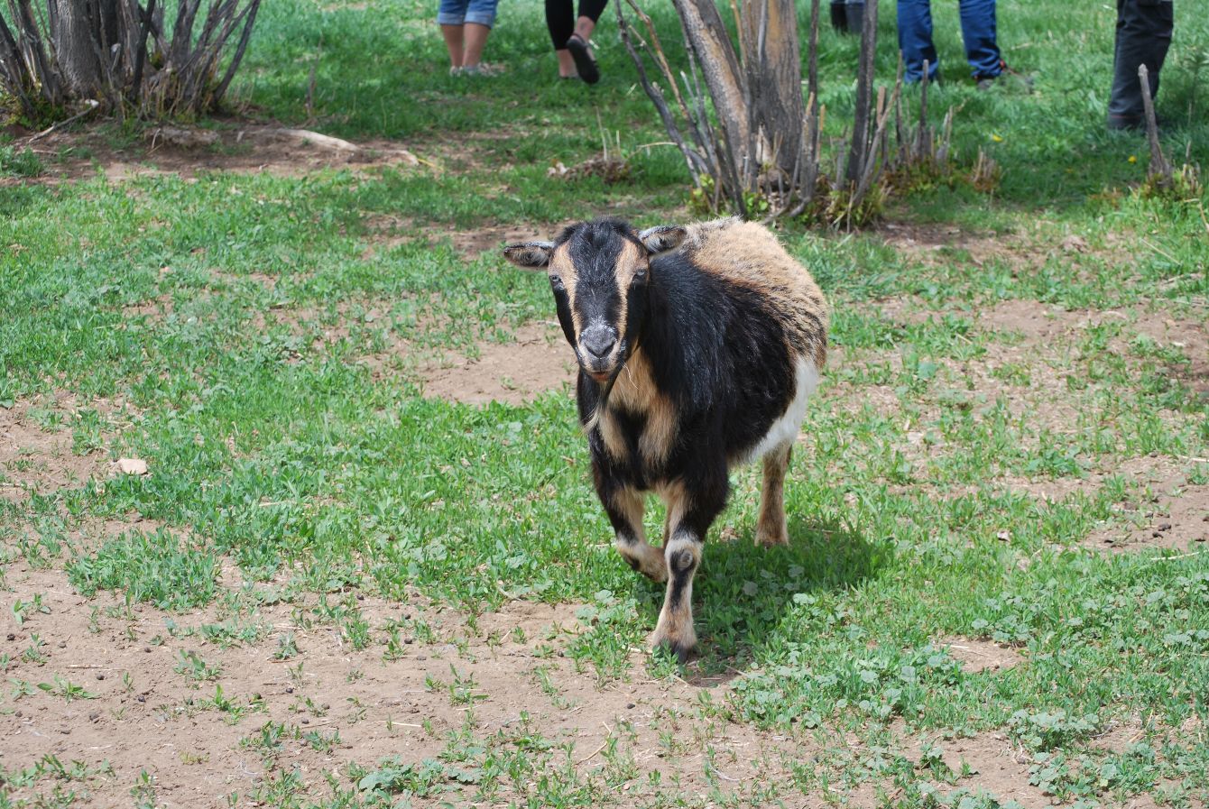 About the Good Life Refuge Logo Hats campaign on Bonfire 2