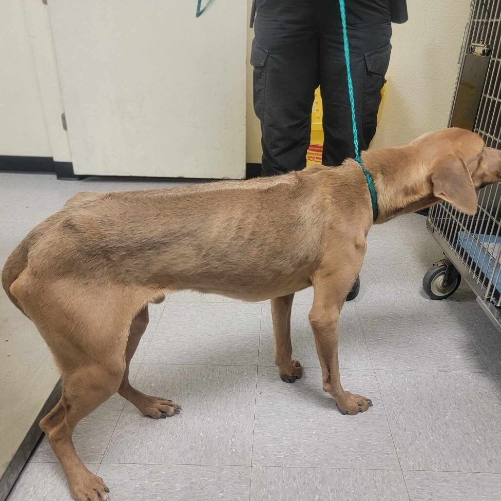 About the Mardi Gras Memories campaign on Bonfire 2